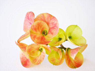Yellow flowers Crown of thorns isolated on white background ,dark pink ,Christ plant ,Euphoria Milii ,Christ thorn ,Euphorbia,Giant Thai red ,Euphorbiaceae geroldii desert succulent clipart
