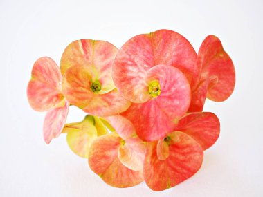 Sarı dikenli taç beyaz arka planda, koyu pembe, İsa 'nın bitkisi, Euphoria Milii, İsa' nın dikeni, Euphorbia, Dev Tayland kırmızısı, Euphorbiaceae geroldii çöl sulu