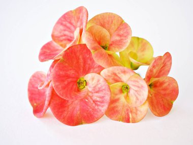 Sarı dikenli taç beyaz arka planda, koyu pembe, İsa 'nın bitkisi, Euphoria Milii, İsa' nın dikeni, Euphorbia, Dev Tayland kırmızısı, Euphorbiaceae geroldii çöl sulu