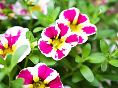 White-pink flower Calibrachoa petunia Million bells ,Trailing petunia ,Superbells ,seashore smaller flowers ,Solanaceae hybrid tiny blooming in summer colorful for pretty background ,macro image  clipart