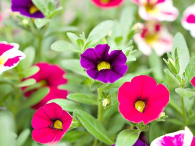 Beyaz-pembe çiçek Calibrachoa petunya milyon çan, iz petunya, Superbells, deniz kıyısı daha küçük çiçekler, Solanaceae küçük çiçek yaz renklerinde çiçek açan güzel bir arkaplan, makro resim 