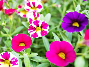 Beyaz-pembe çiçek Calibrachoa petunya milyon çan, iz petunya, Superbells, deniz kıyısı daha küçük çiçekler, Solanaceae küçük çiçek yaz renklerinde çiçek açan güzel bir arkaplan, makro resim 