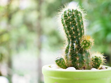 yeşil kaktüs kalesi kaktüsü, Acanthocereus tetragonus (mısır gevreği), sulu, çöl bitkisi kirpi kaktüsü, Trichocereeae, Echinopsis 