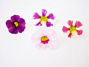 White-pink flower Calibrachoa petunia Million bells isolate on white background,Trailing petunia ,Superbells ,seashore smaller flowers ,Solanaceae hybrid tiny blooming in summer  clipart