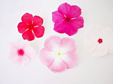 Pink flower Periwinkle Madagascar ,Catharanthus roseus ,bright eyes ,Cape periwinkle ,graveyard plant ,old maid ,rose periwinkle ,annual vinca multiflora ,Apocynaceae flowering plants, medicinal herb