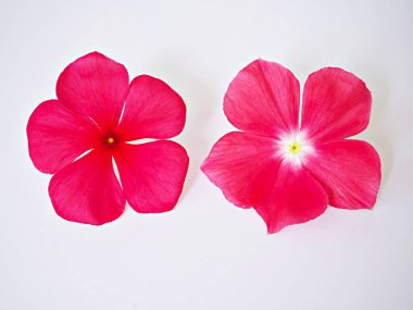 Pink flower Periwinkle Madagascar ,Catharanthus roseus ,bright eyes ,Cape periwinkle ,graveyard plant ,old maid ,rose periwinkle ,annual vinca multiflora ,Apocynaceae flowering plants, medicinal herb