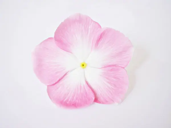 stock image Pink flower Periwinkle Madagascar ,Catharanthus roseus ,bright eyes ,Cape periwinkle ,graveyard plant ,old maid ,rose periwinkle ,annual vinca multiflora ,Apocynaceae flowering plants, medicinal herb