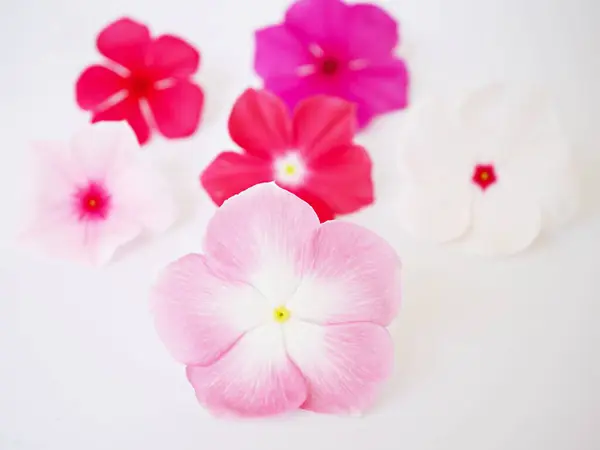 stock image Pink flower Periwinkle Madagascar ,Catharanthus roseus ,bright eyes ,Cape periwinkle ,graveyard plant ,old maid ,rose periwinkle ,annual vinca multiflora ,Apocynaceae flowering plants, medicinal herb