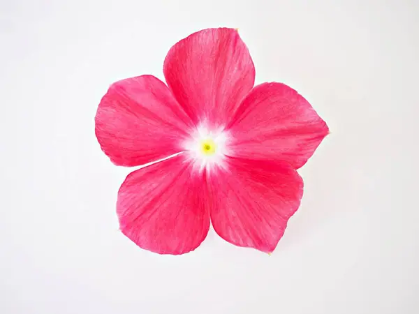 stock image Pink flower Periwinkle Madagascar ,Catharanthus roseus ,bright eyes ,Cape periwinkle ,graveyard plant ,old maid ,rose periwinkle ,annual vinca multiflora ,Apocynaceae flowering plants, medicinal herb