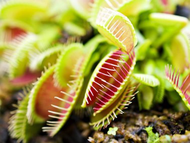 Kapalı Venüs sinekkapanı, böcek yuvası bitkileri, düşük dev, Dionaea muscipula, iğne gibi diş, venüs sinek kapanı, Cook 's Etobur 