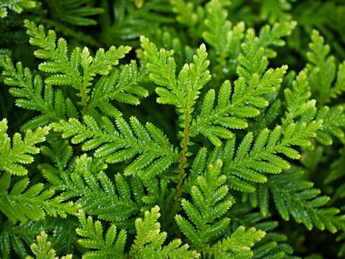 Makro yeşil yapraklar Davallia Canariensis, tavşan ayağı eğreltiotu, Selaginella, Appalachian Tüylü eğreltiotu, filizli eğrelti otları 