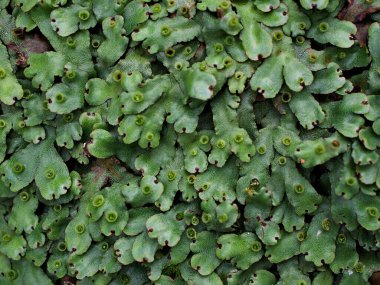 Yakın çekim yeşil yaprak Marchantia polimorfa, Umbrella Liverwort, yaygın ciğer otu 