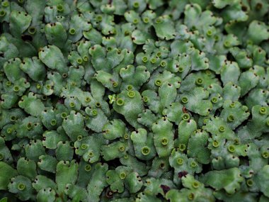 Yakın çekim yeşil yaprak Marchantia polimorfa, Umbrella Liverwort, yaygın ciğer otu 
