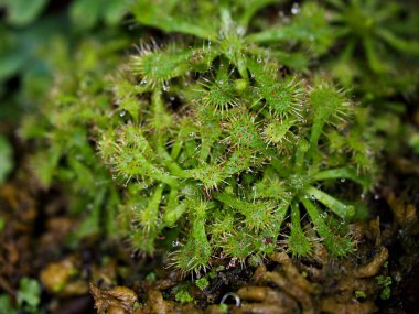 Yakın çekim Spoon güneş çiğ bitkisi, drosera spatulta capensis, Fraser adası Spatula sundew, etobur bitki 