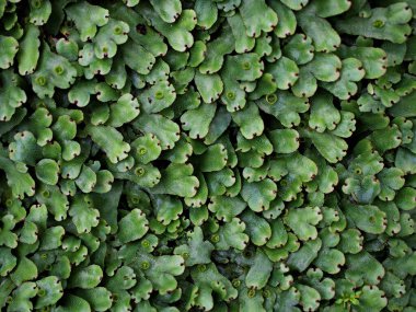 Closeup green leaf of Marchantia polymorpha ,Umbrella Liverwort ,Common liverwort  clipart