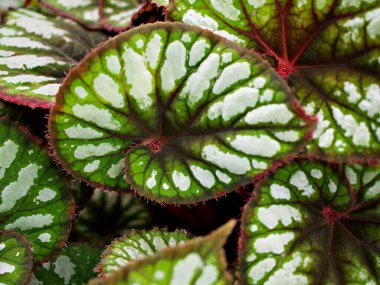 Kapalı yapraklı begonya yapraklı arka plan bitkileri, peri begonya Rexultorum, Heuchera Micrantha Reale gaydacısı Ornatum, Piper Sylvaticum, fundo verde frondoso, makro resim, boyalı yapraklar