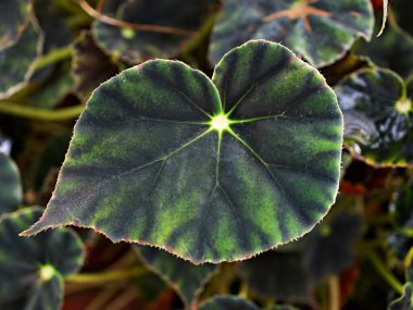 Yeşil yapraklı begonya bitkileri, yeşil yapraklar arka plan, peri begonya Rexultorum Heuchera Micrantha Reale kavalcı Ornatum, Piper Sylvaticum, fundo verde frondoso, makro, limon girdabı yaprakları