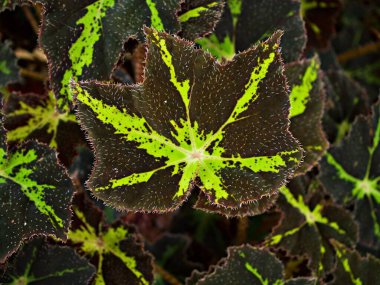 Kapalı yapraklı begonya yapraklı arka plan bitkileri, peri begonya Rexultorum, Heuchera Micrantha Reale gaydacısı Ornatum, Piper Sylvaticum, fundo verde frondoso, makro resim, boyalı yapraklar