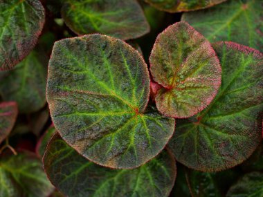 Kapalı yapraklı begonya yapraklı arka plan bitkileri, peri begonya Rexultorum, Heuchera Micrantha Reale gaydacısı Ornatum, Piper Sylvaticum, fundo verde frondoso, makro resim, boyalı yapraklar