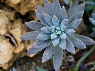 Yakın plan sulu bitkiler Pachyphytum hookeri Variegata, Salm Dyck gümüşi mavi-yeşil, Pachyphytum hookeri çeşitli, sivri yapraklar, yaprak uçları kırmızıya dönüyor, Echeveria, makro görüntü ,