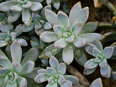 Yakın plan sulu bitkiler Graptopetalum paraguayense İnci bitkisinin annesi veya Mor Hayalet bitkisi, lokum, pentandrum superbum, mor sis, murasaki, deri yaprağı, yumuşak seçici odak, makro resim