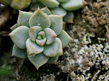 Makro sulu kaktüs, Echeveria elegans, gül lahanası, kalın yapraklı rosetler, Echeveria Apus, şekilli gül yaprakları, Crassulaceae ailesi çiçek açan bitki, tavuk ve civciv, Echevelia gibbiflora 