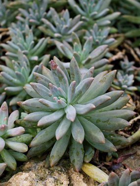 Yakın plan sulu bitkiler Pachyphytum hookeri Variegata, Salm Dyck gümüşi mavi-yeşil, Pachyphytum hookeri çeşitli, sivri yapraklar, yaprak uçları kırmızıya dönüyor, Echeveria, makro görüntü ,