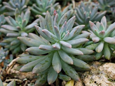 Yakın plan sulu bitkiler Pachyphytum hookeri Variegata, Salm Dyck gümüşi mavi-yeşil, Pachyphytum hookeri çeşitli, sivri yapraklar, yaprak uçları kırmızıya dönüyor, Echeveria, makro görüntü ,