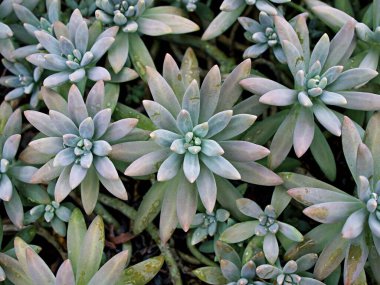 Yakın plan sulu bitkiler Pachyphytum hookeri Variegata, Salm Dyck gümüşi mavi-yeşil, Pachyphytum hookeri çeşitli, sivri yapraklar, yaprak uçları kırmızıya dönüyor, Echeveria, makro görüntü ,