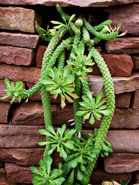 Aporocactus Flagelliforis lem, Rat tail cactus plant, cactaceae rattail cactus, Disocactus flagelliforis cereus, sulu bitkiler, pembe yapraklar, yeşillik, yeşil tonlar, her zaman yeşil, makro görüntü