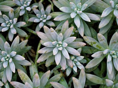 Yakın plan sulu bitkiler Pachyphytum hookeri Variegata, Salm Dyck gümüşi mavi-yeşil, Pachyphytum hookeri çeşitli, sivri yapraklar, yaprak uçları kırmızıya dönüyor, Echeveria, makro görüntü ,