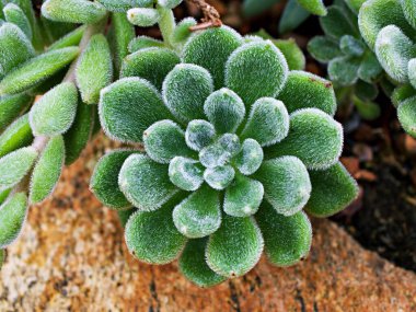 Sulu bitki Echeveria setosa Meksikalı Havai fişek 