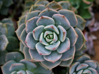 Makro sulu kaktüs, Echeveria elegans, gül lahanası, kalın yapraklı rosetler, Echeveria Apus, şekilli gül yaprakları, Crassulaceae ailesi çiçek açan bitki, tavuk ve civciv, Echevelia gibbiflora 