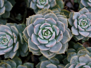 Makro sulu kaktüs, Echeveria elegans, gül lahanası, kalın yapraklı rosetler, Echeveria Apus, şekilli gül yaprakları, Crassulaceae ailesi çiçek açan bitki, tavuk ve civciv, Echevelia gibbiflora 