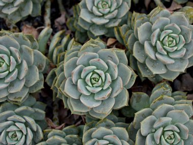 Makro sulu kaktüs, Echeveria elegans, gül lahanası, kalın yapraklı rosetler, Echeveria Apus, şekilli gül yaprakları, Crassulaceae ailesi çiçek açan bitki, tavuk ve civciv, Echevelia gibbiflora 