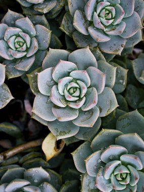 Makro sulu kaktüs, Echeveria elegans, gül lahanası, kalın yapraklı rosetler, Echeveria Apus, şekilli gül yaprakları, Crassulaceae ailesi çiçek açan bitki, tavuk ve civciv, Echevelia gibbiflora 