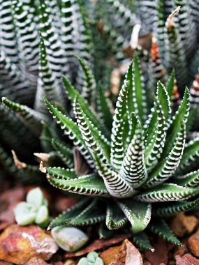 Sulu Zebra bitkisi, Haworthia Aloe Vera, İnci bitkisi, Zebra kaktüsü, Yıldız penceresi, Yastık Aloe, Haworthia fasciata Güney Afrika sulu, Asphodelaceae familyası, çekici çizgili kolye. 