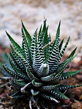 Sulu Zebra bitkisi, Haworthia Aloe Vera, İnci bitkisi, Zebra kaktüsü, Yıldız penceresi, Yastık Aloe, Haworthia fasciata Güney Afrika sulu, Asphodelaceae familyası, çekici çizgili kolye. 