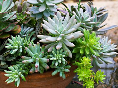 Yakın plan sulu bitkiler Pachyphytum hookeri Variegata, Salm Dyck gümüş mavisi-yeşil, Pachyphytum hookeri çeşnili, sivri uçlu, Kaktüs sulu Çöl Pianta Succulenta