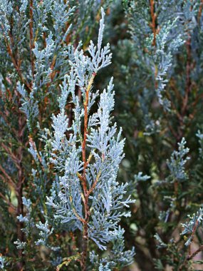 Chamaecyparis Lawsoniana, Sawara Cypress, Lawson 'ın selvi çiçeği, Cupressaceae 