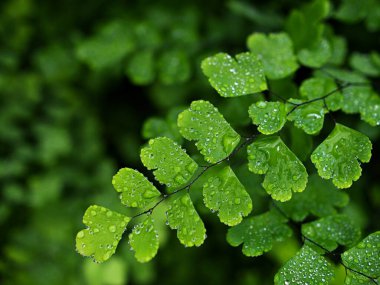 Yeşil yapraklara damlalar Adiantum trapeziforme, dev bakire saçı, Sicilya, elmas Maidenhair eğreltiotu, venüs eğreltiotu, Venüs saçı, 