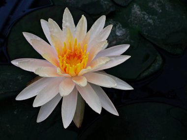 Sarı çiçek suyu Lily Nymphaea nouchali var. kaerulea, Mısır lotusu bitkileri, Nymphaeaceae 