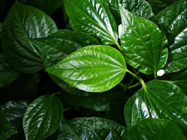 Kapalı yeşil yaprak Betel bitkisi, Piper betle, Piperaceae, biber ve kava, Paan, Piper sarmentosum Herb, Cha plu