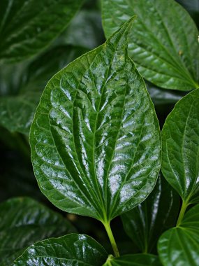 Kapalı yeşil yaprak Betel bitkisi, Piper betle, Piperaceae, biber ve kava, Paan, Piper sarmentosum Herb, Cha plu