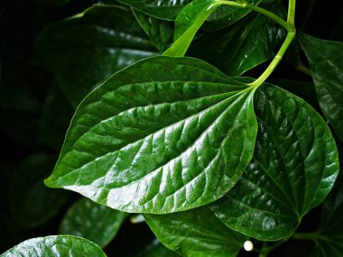 Kapalı yeşil yaprak Betel bitkisi, Piper betle, Piperaceae, biber ve kava, Paan, Piper sarmentosum Herb, Cha plu