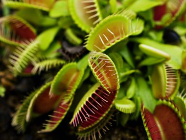 Kapalı Venüs sinekkapanı, böcek yuvası bitkileri, düşük dev, Dionaea muscipula, iğne gibi diş, venüs sinek kapanı, Cook 's Etobur 