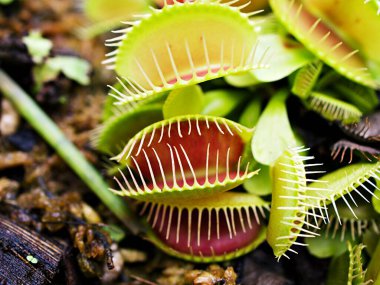 Kapalı Venüs sinekkapanı, böcek yuvası bitkileri, düşük dev, Dionaea muscipula, iğne gibi diş, venüs sinek kapanı, Cook 's Etobur 