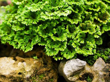 Selaginella Tamariscina yosun bitkisi, Selaginella Kraussiana Brownii, Selaginellaceae, Krauss 'Spikemoss, Pin-Cushion, Spikemoss, Emerald Isle Spikemoss, Scotch Moss, Compact, Green Tones