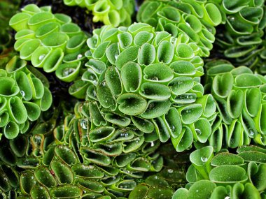 Makro yeşil Dev Salvinia tacizi, ot bitkileri, su eğreltiotu, yumuşak seçici odak ve güneş ışığı, yakın çekim ve detay