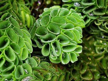 Makro yeşil Dev Salvinia tacizi, ot bitkileri, su eğreltiotu, yumuşak seçici odak ve güneş ışığı, yakın çekim ve detay